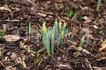 The first shoots of daffodils in the garden at home