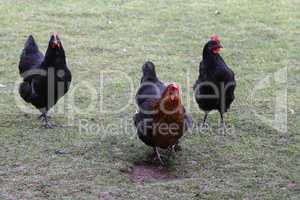 Chickens and a rooster on a farm yard