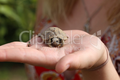 A small turtle in the palm of your hand