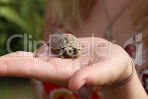 A small turtle in the palm of your hand