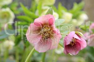 A snow-rose or christrose blooms in the spring