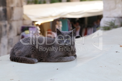 Pets - Portrait of a resting gray cat