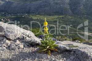 The yellow flower grew on the rocks