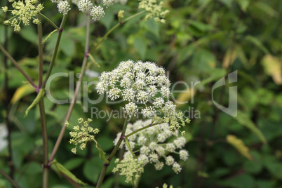 flowers and flower buds of wild carrot