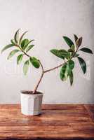 Ficus plant in white pot