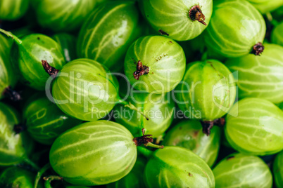 Background of Ripe and Fresh Gooseberry.