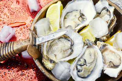 Opened oysters on metal background