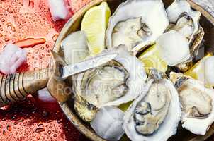 Opened oysters on metal background