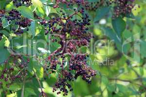Berries. Green elderberry berries mature on branches