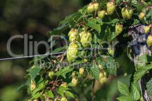 detail of hop cones in the hop field