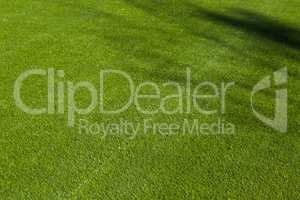 Newly Installed Artificial Grass