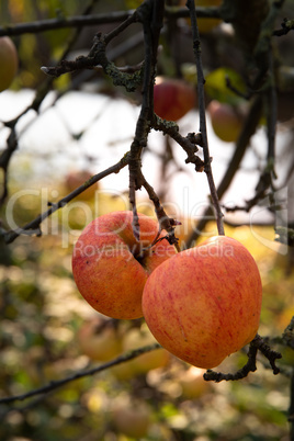 apples on a branch with leaves.