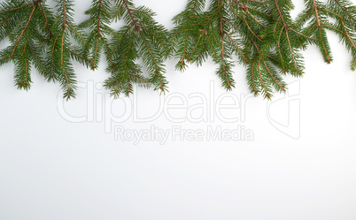 green branches of needles on a white background