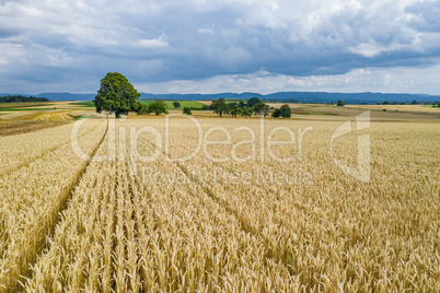 grain field landscape in the summer