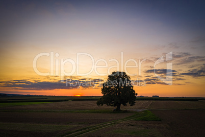 big single lime tree at sunset