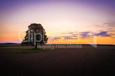 big single lime tree on the field