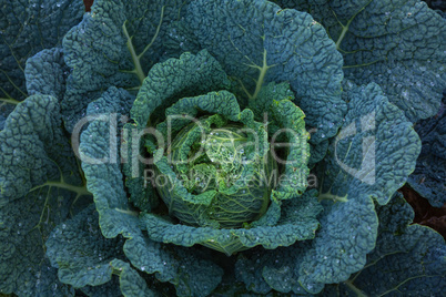 detail of a savoy cabbage
