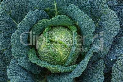 ripe savoy cabbage in the garden