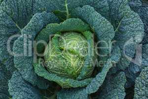 ripe savoy cabbage in the garden