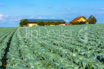 farm house with cabbage field