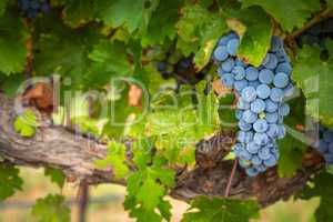 Lush Wine Grapes Clusters Hanging On The Vine