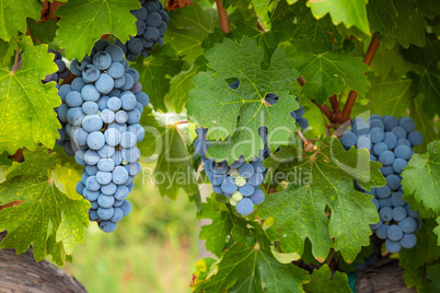 Lush Wine Grapes Clusters Hanging On The Vine