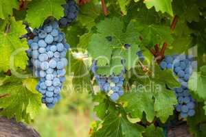 Lush Wine Grapes Clusters Hanging On The Vine