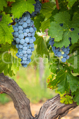 Lush Wine Grapes Clusters Hanging On The Vine