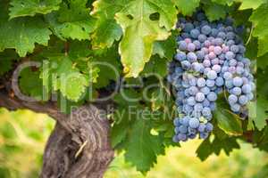 Lush Wine Grapes Clusters Hanging On The Vine