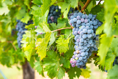 Lush Wine Grapes Clusters Hanging On The Vine