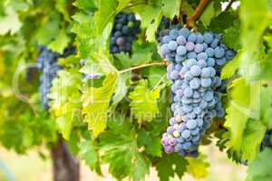 Lush Wine Grapes Clusters Hanging On The Vine