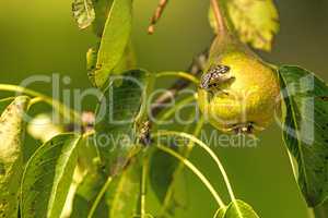 cider pear on a tree with fly