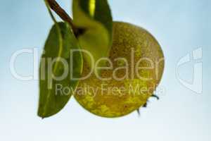 cider pear on a tree