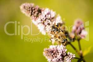 drone fly on a flower of a peppermint in summer in Germany