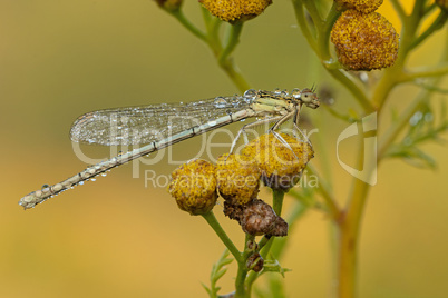 Blaue Federlibelle (Platycnemis pennipes