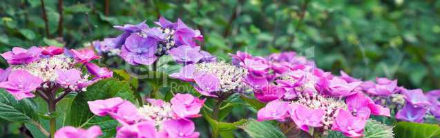 hydrangea flowers