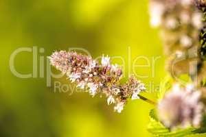 peppermint with flower in summer