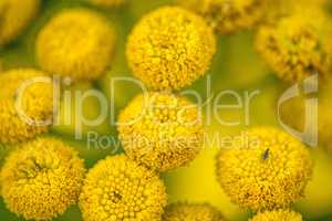 Tansy, medicinal herb with flower in summer