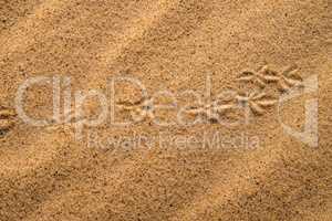 Tracks in sand