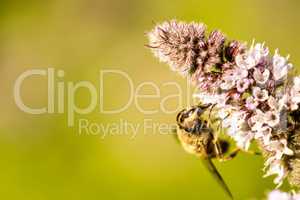 drone fly on a flower of a peppermint in summer in Germany