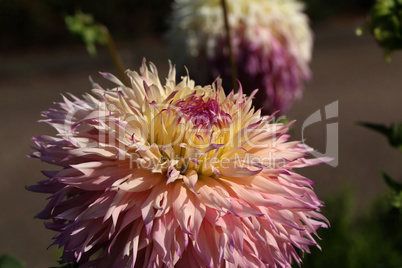 Beautiful Color Dalia Flower In The Park