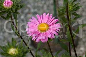 Beautiful blooming asters of pink flowers. Autumn garden