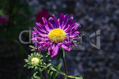 Beautiful blooming asters of pink flowers. Autumn garden