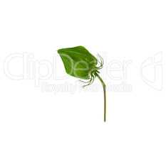 green unblown bud of red hibiscus
