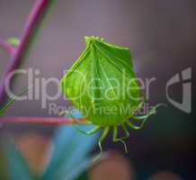 green unblown bud of red hibiscus growing in the garden