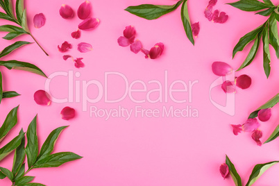 red petals and green peony leaves on a pink background