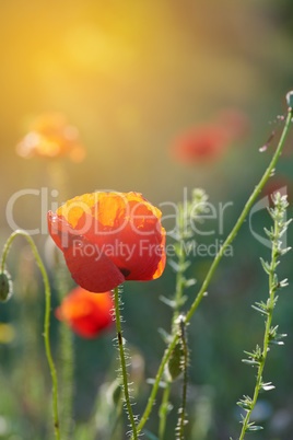 blooming red poppy in the sun, back side light