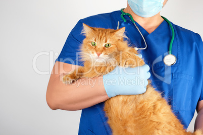 vet in a blue uniform holds an adult fluffy red cat with a scare