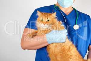 vet in a blue uniform holds an adult fluffy red cat with a scare