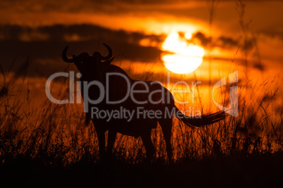 Silhouette of blue wildebeest standing at sunset
